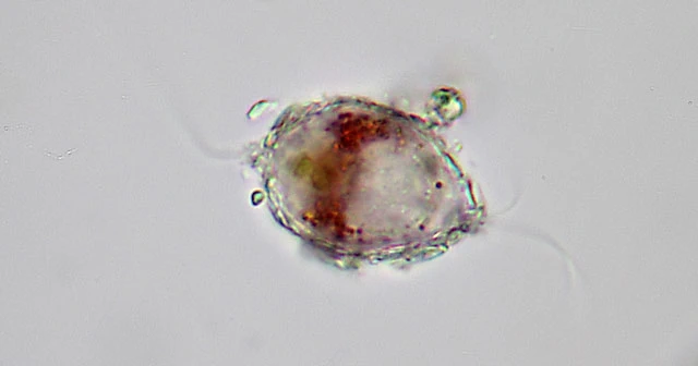 Paramphitrema lemanense
