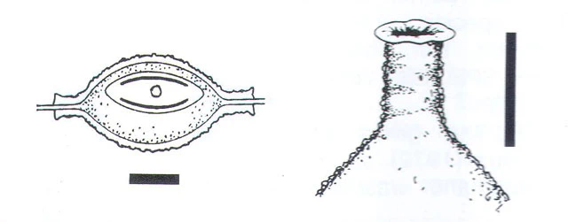 Paramphitrema pontica