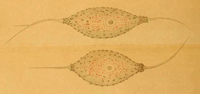 Amphitrema rhenanum Lauterborn, 1908.