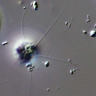 Paramphitrema-Artodiscus saltans