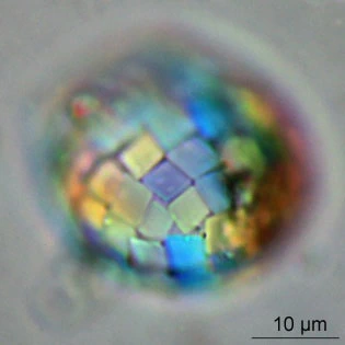 Paraquadrula irregularis
