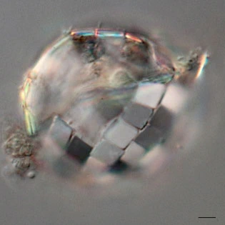 Paraquadrula irregularis