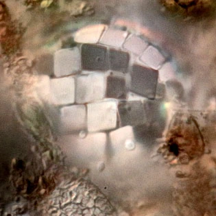 Paraquadrula irregularis
