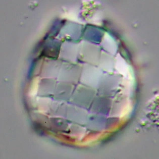 Paraquadrula irregularis