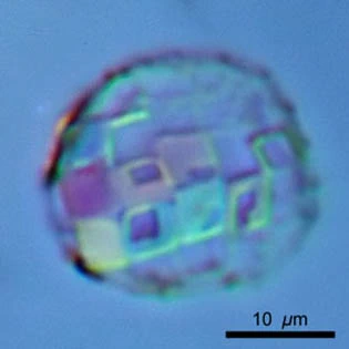 Paraquadrula irregularis