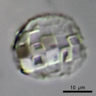 Paraquadrula irregularis