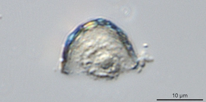 Parmulina cyathus
