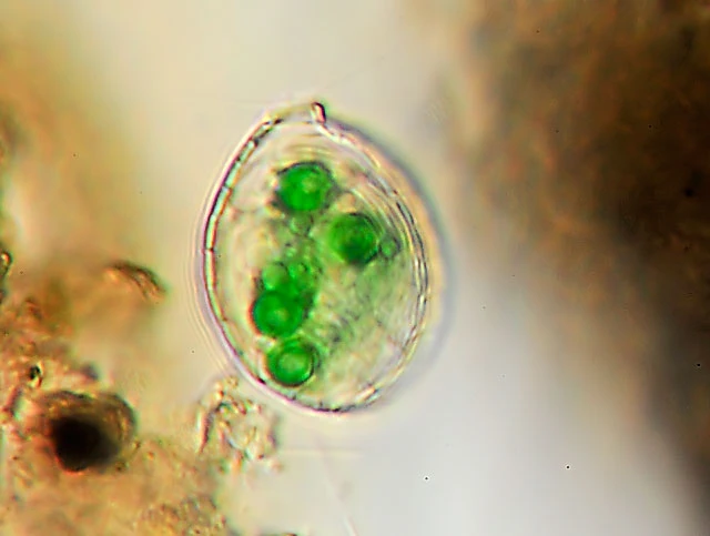 Paulinella chromatophora