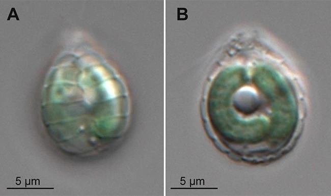 Paulinella micropora