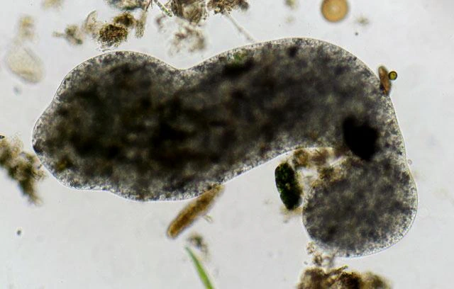 Pelomyxa palustris