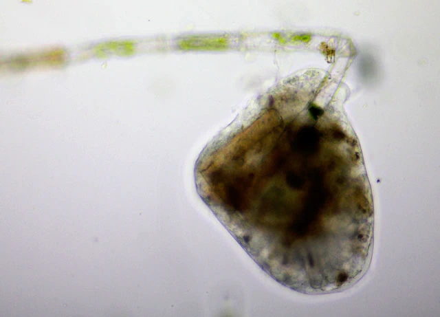 Pelomyxa binucleata