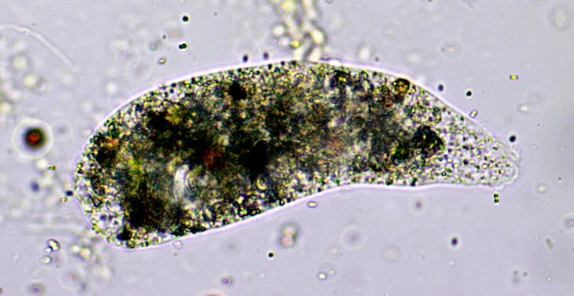 Pelomyxa binucleata