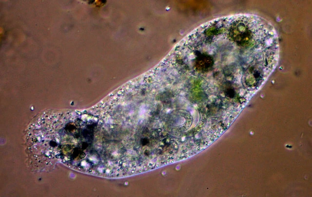 Pelomyxa binucleata