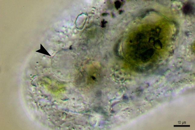 Pelomyxa flava
