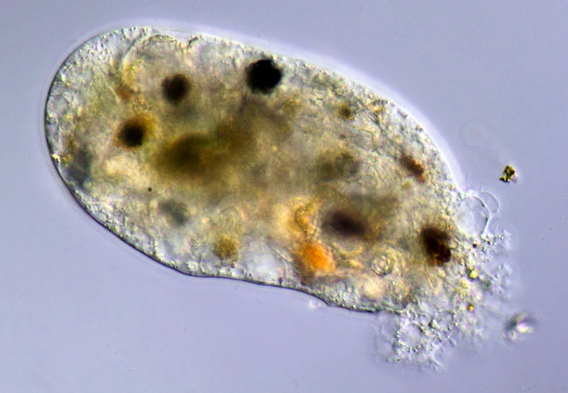 Pelomyxa flava