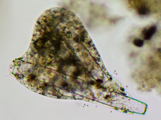 Pelomyxa flava