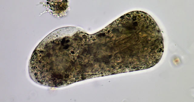 Pelomyxa flava