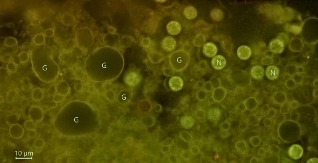 Pelomyxa palustris