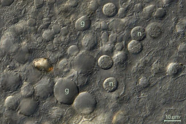 Pelomyxa palustris