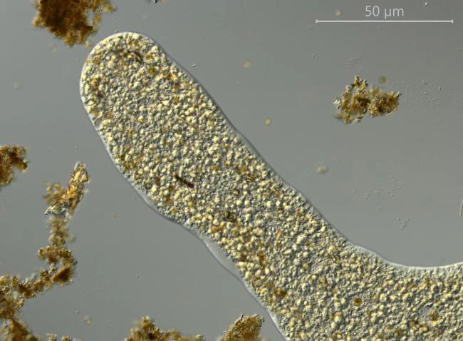 Pelomyxa palustris