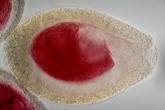 Lacogromia brunneri