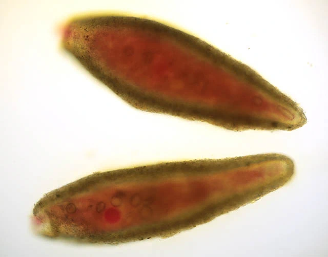 Lacogromia squamosa