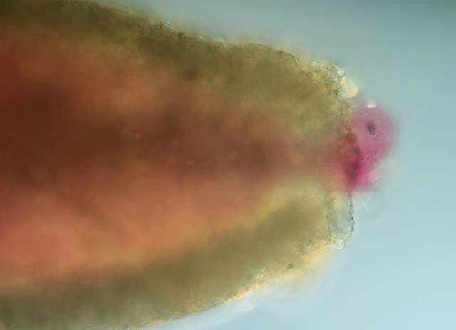 Lacogromia squamosa