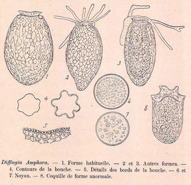 Difflugia labiosa