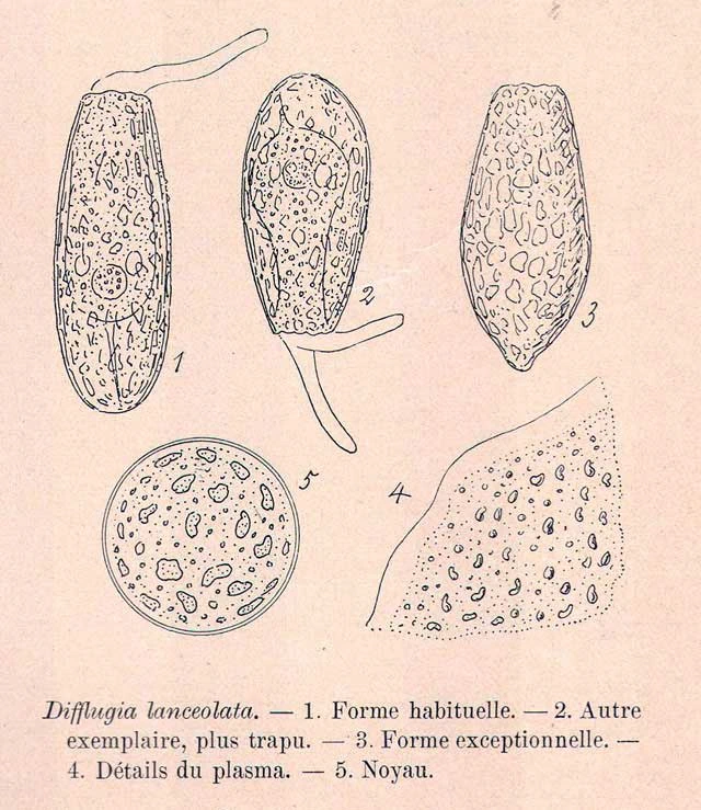 Cylindrifflugia lanceolata