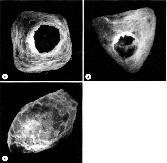 Pentagonia shablensis