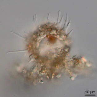 Phryganella acropodia