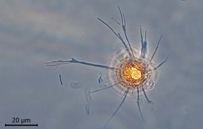 Phryganella paradoxa