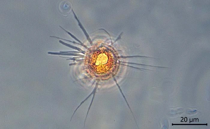 Phryganella paradoxa