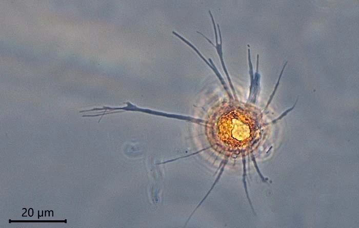 Phryganella paradoxa