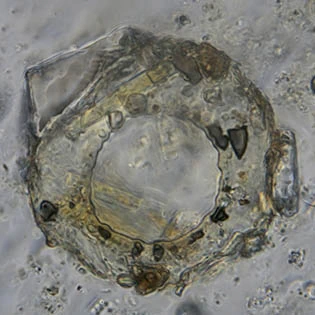 Cyclopyxis arcelloides