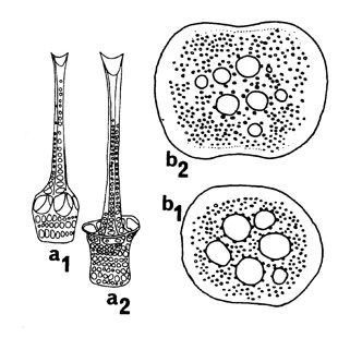 Eiffelospina candelabrum