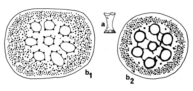 Turriplaca denticulata 