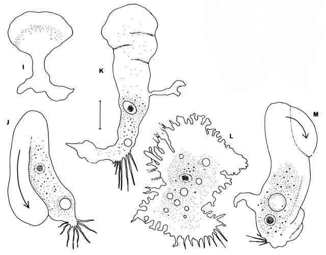 Rhizamoeba timidum