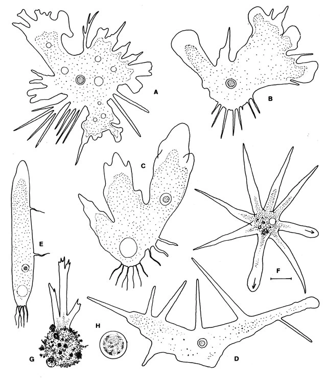 Rhizamoeba timidum - Ferry Siemensma
