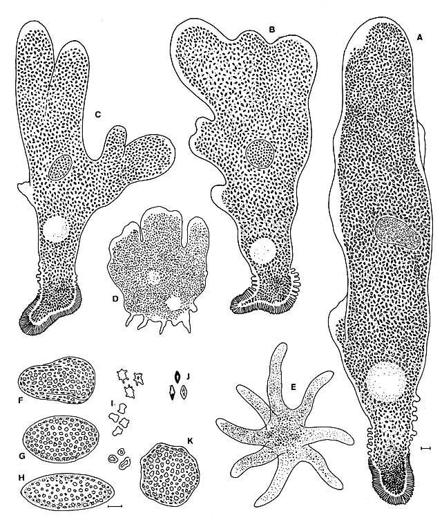 Amoeba kerrii