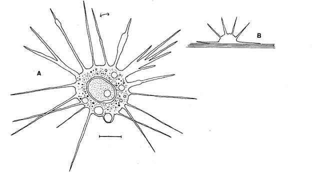 Actinocoma ramosa
