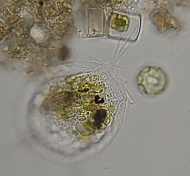Placocista lens
