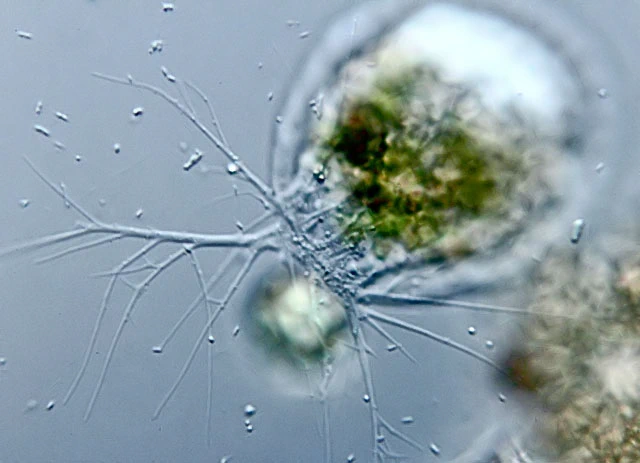 Placocista lens