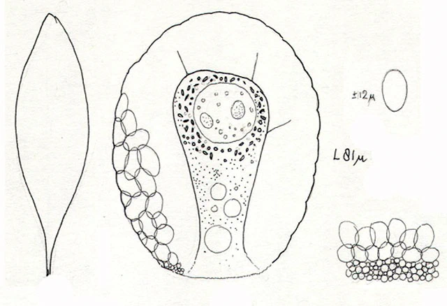 Placocista lens
