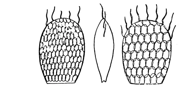 Placocista sinuospina