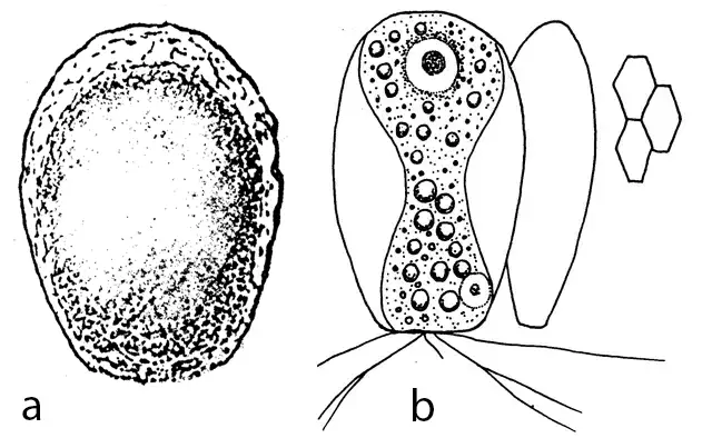 Placocista hyalina