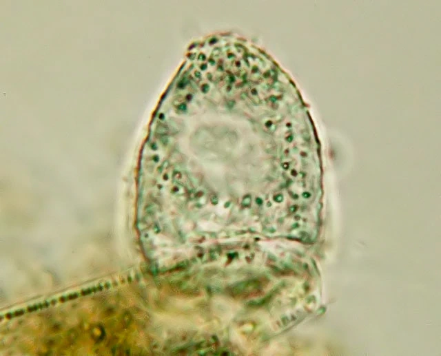 Plagiophrys sacciformis