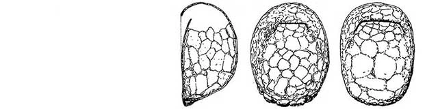 Plagiopyxis declivis longula