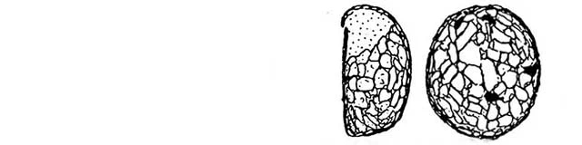 Plagiopyxis minuta-oblonga