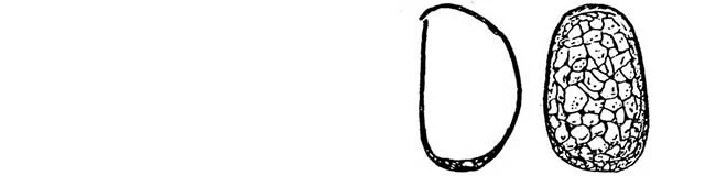 Plagiopyxis vuattouxi